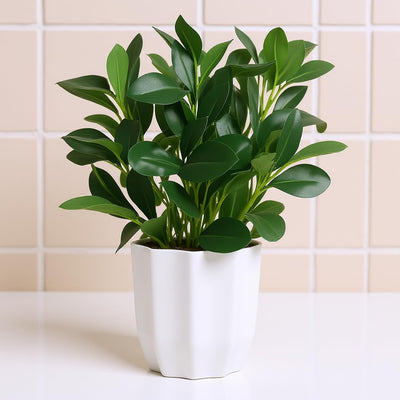 Artificial Rubber Plant with Pot | Natural Looking Ficus Decorative Plant for Home & Office Decor