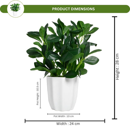 Artificial Rubber Plant with Pot | Natural Looking Ficus Decorative Plant for Home & Office Decor